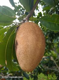 Image result for Manilkara zapota