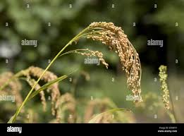 Image result for Panicum miliaceum