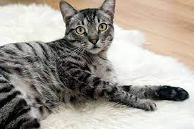 We did not find results for: Berapa Suhu Tubuh Kucing Yang Normal Ini Penjelasannya Halaman All Kompas Com