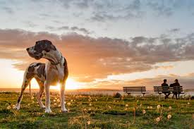 Why buy a puppy for sale if you can adopt and save a life? Average Cost Of Buying A Great Dane With 21 Examples Embora Pets