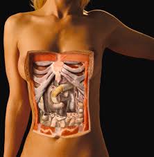 The mons is sexually sensitive in some women and protects the pubic bone from the impact of sexual intercourse. Female Torso And Abdomen Photograph By Anatomical Travelogue