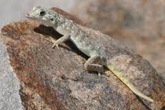 Image result for Jatropha botswanica