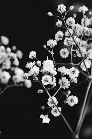 A collection of the top 34 aesthetic black and white wallpapers and backgrounds available for download for free. Sign In Black And White Aesthetic White Aesthetic Black And White Flowers