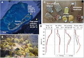 Find out how to manage diabetes and depression, prevent heart attacks, and more. Frontiers Discrete Pulses Of Cooler Deep Water Can Decelerate Coral Bleaching During Thermal Stress Implications For Artificial Upwelling During Heat Stress Events Marine Science