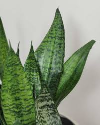 Image result for Sansevieria trifasciata