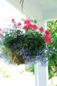 Gardening A Little Hanging Plants Hanging Flowers Container Flowers