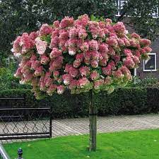 Pin On Gardening Ideas