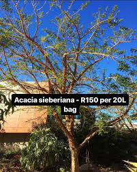 Image result for Acacia sieberiana