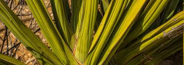 Image result for Dracaenaceae