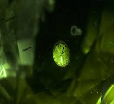 Image result for Deep Peridot 2010 GX