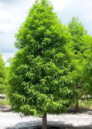 Maybe you would like to learn more about one of these? Bald Cypress Tree Tlc Garden Centers