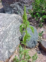 Image result for Amaranthus hybridus