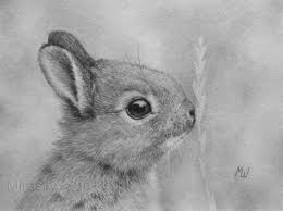 Pencil Drawings Gallery 2015 Bunny Sketches Rabbit Drawing Bunny Drawing