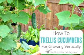 Jul 15, 2021 · cucumber plants need at least 1 inch of water per day and may need more amount of water if the weather is hot. Growing Cucumbers On A Trellis Reasons To Grow Them Vertically