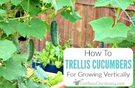 They're also most enjoyable in sushi or. Growing Cucumbers On A Trellis How To Grow Cucumbers Vertically Get Busy Gardening