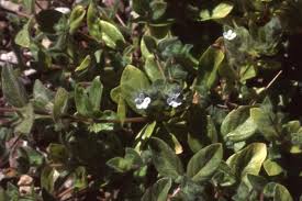 Image result for Nelsonia