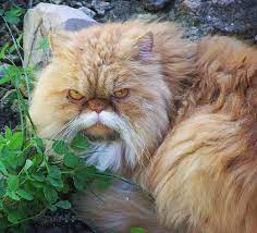 35 Fancy Cats With Mustaches Diabetes Memes Type 1 Diabetes Type One Diabetes