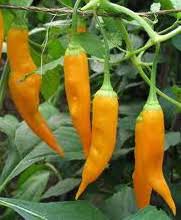 Image result for Capsicum baccatum