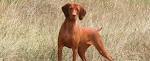 Vizsla - Wikipedia