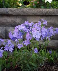 #woodland phlox #macro #wildflowers #photographers on tumblr #original photographers. Phlox Divaricata Blue Moon Woodland Phlox Phlox Flowers Fragrant Flowers Woodland Garden