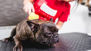 It is suitable for both short and long haired dogs. Pin On Dog Grooming
