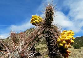 A handy use of a jumping cholla garden is to create a natural barrier in a location on your property where you want to keep people and animals out. In Christ We Overcome Sin And Live Creationspeech