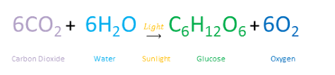 Image result for chemical equation for photosynthesis