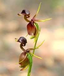 Check spelling or type a new query. 150 Flowers That Look Like Faces Ideas In 2021 Unusual Flowers Planting Flowers Amazing Flowers