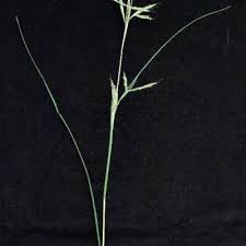 Image result for Cymbopogon pospischilii