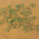 Image result for Zaleya