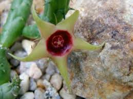 Image result for Huernia verekeri