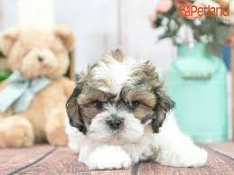 The current median price of pomeranians in south. Teddy Bear Puppies Breeder In Florida The Y Guide