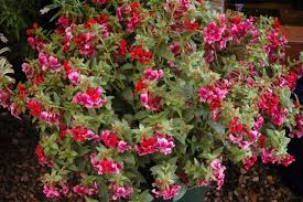 Image result for Cuphea llavea