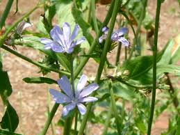 Image result for Cichorium