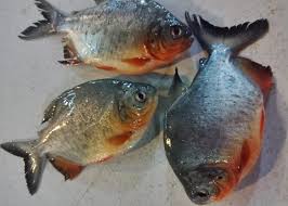 Untuk memikat pembeli, berbagai peranti canggih dibenamkan pada unit. Update Harga Ikan Bawal Terbaru Hari Ini Mei 2021 Suka Ikan
