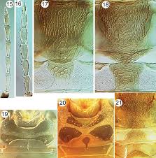 We did not find results for: Leeuwenia Species Antennal Segments Iii Viii 15 16 15 Aliceae Sp Download Scientific Diagram