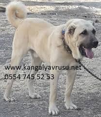 Sivas Kangal Yavrulari Kangal Ciftligi Fiyatlari Kangal Yavrusu Fiyatlari