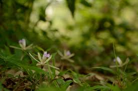 Image result for Nervilia crociformis