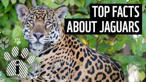 Top Facts About Jaguars Wwf Youtube