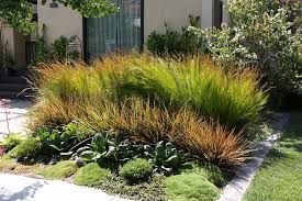 Beschorneria X Martin Grantham Hybrids Libertia Ixiodes Taupo Blaze Restio Tetraphyllus Bergenia Bressingham White Front Garden Garden Landscape Design Native Garden