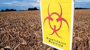 The issue of genetically modified organisms (gmos) as they relate to the food supply is an ongoing, nuanced and highly contentious issue. Gm Food Regulation May Benefit From Comprehensive New Testing Method
