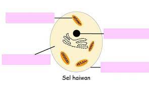 Sel merupakan unit asas bagi semua organisma. Pilih Dua Struktur Yang Tiada Dalam Sel Haiwan