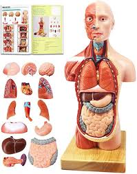 Download files and build them with your 3d printer, laser cutter, or cnc. Amazon Com Evotech Human Body Model For Kids 15 Pcs 11 Inch High Human Torso Anatomy Model With Heart Head Bra Human Body Model Anatomy Models Skeleton Model