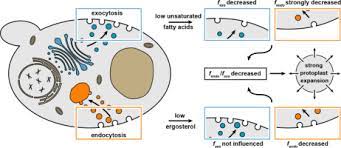 Both methods facilitate the transportation of macromolecules that are unable to pass through the cell membrane. Lipid Determinants Of Endocytosis And Exocytosis In Budding Yeast Sciencedirect