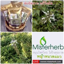 ข บป สสาวะ แก โรคไต หญ าหนวดแมว ข บป สสาวะ โรคไต หญ าหนวดแมว diuretic kidney disease og diuretic og kidney หญ า สม นไพร หนวด