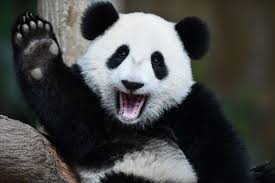 Panda saludando