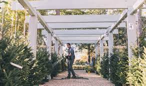 Guarantees to complete your services as proposed and in accordance with the current american national standards institute (ansi) standards. How To Care For Your Fraser Fir Christmas Tree Tallahassee Nurseries Tallahassee S Premier Garden Center Landscaping