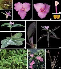 Image result for Coleotrype laurentii