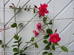 Image result for dipladenie amonea