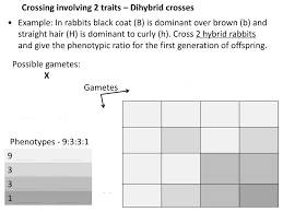 Also in rabbits, black eyes are dominant to red eyes. Ppt Hw 68 Practice With Punnett Squares Worksheet 4 Skip Warm Up Powerpoint Presentation Id 2775994